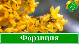 Кустарник форзиция – посадка и уход, выращивание и размножение