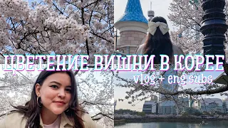 Цветение вишни в Корее, Лотте Башня, озеро Сокчон | влог Корея | Seoul vlog