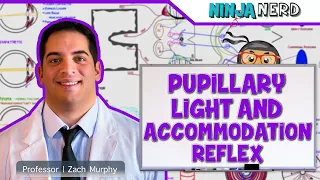 Special Senses | Pupillary Light & Accommodation Reflex