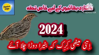 Female bater voice/madi bater ke awaz/female quail sound/2024