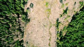 Fichtenforst | Kahlschlag im Kellerwald