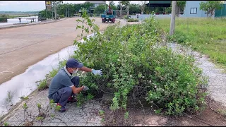 People left the sidewalks overgrown with grass, so I volunteered to do something unexpected