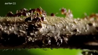 Krieg der Ameisen Arte Doku HD