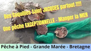 Coquille Saint JACQUES Pêche à Pied Grande Marée - MANGER la MER