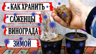 🍇 Как ХРАНИТЬ САЖЕНЦЫ ВИНОГРАДА ЗИМОЙ если не успели высадить на постоянное место осенью?