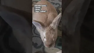 Bunny growls, boxes, apologizes, is cute