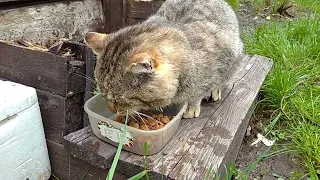 🐱Барсик ЖИВ!! Зиму перезимовал 🐅❄🥰.