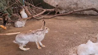 Курочка переехала в вольер! Самый злой заяц Дома Зайца