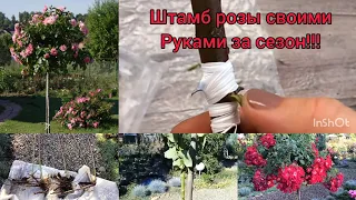 роза на штамбе🌹 - как сделать своими руками😀😀, три способа доступных каждому