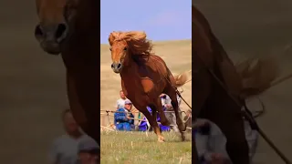 лошадь 🐎 мустанг