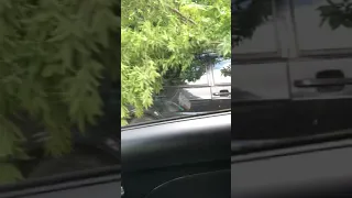 В Курске упало дерево на авто