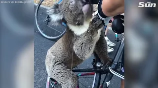 Koala begs cyclists for water during heatwave