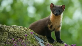 On the Trail of Pine Martens | Discover Wildlife | Robert E Fuller