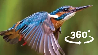 Flight of the Kingfisher VR / 360 Bird Flight Experience Wales