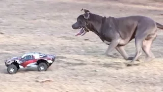 1 RC Car vs. 9 Dogs
