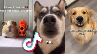 The CUTEST and MOST ADORABLE Pets on TIKTOK...