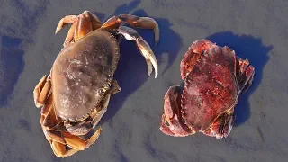 Which Do You Prefer?? Rock Crab or Dungeness Crab? Catch n Cook Taste Test!!