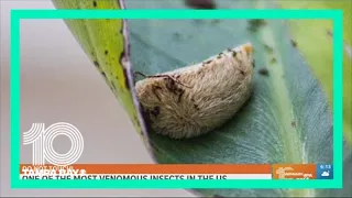 Stay away: Florida's puss caterpillar is one of the most venomous insects in the US