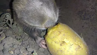 Слепыш ест картошку