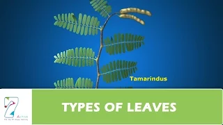 TYPES OF LEAVES