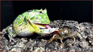 frog eat - pacman frog crap [ LIVE FEEDING ]