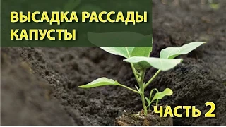 Высадка рассады капусты, часть 2