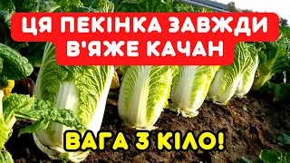 Сорт пекінської капусті, що НЕ ВИМАГАЄ "танців з бубнами" і зав'язує качан завжди