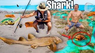 SHARK Caught at BEACH TIDE POOL! (deadly fish, sea turtles, & more!)