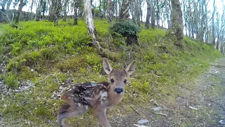 Baby Deer Encounter on Run