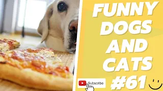 Funny Animal Videos 2022  Best Dogs And Cats Videos 😺😍 # 61
