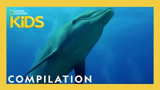 Awesome 8 Animals | 13 Minutes | Nat Geo Kids Compilation | @natgeokids