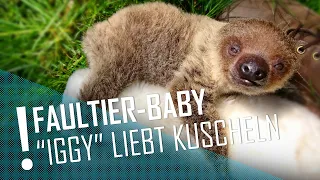 Faultier "Iggy" ist ganz verkuschelt | DER TIERKANAL