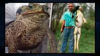 10 Most Unique Frog Species In The World!