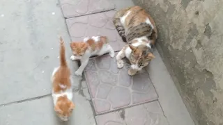 Mother Cat Protecting Her Kittens From A Feral Cat Both Are Growling At Eachother