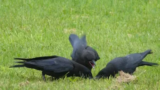 Cri et becquée Corneille d'Amérique! Cries and beaked American crow!