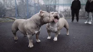 NASKROMNUYU American Bully 2023