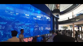 Short clip of Dubai Aquarium | Dubai Mall | UAE