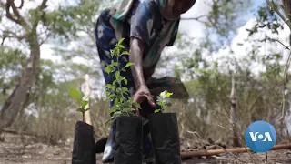 Kenya Enlists Mobile Technology to Help Improve Forest Cover | VOANews