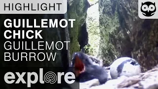 Guillemot Chick Spotted - Guillemot Burrow - Live Cam Highlight