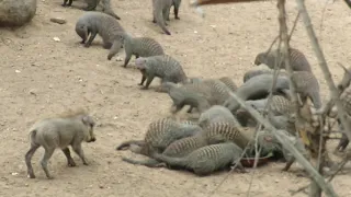 Do mongooses and baby warthogs get along???