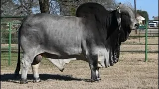 Visitando este Impresionante Rancho Brahmán en Texas!!!!!!!!!