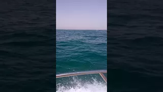 Отдых в Тунисе : дельфины