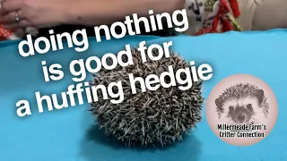 Huffing & puffing is normal | Be patient with your hedgehog and do nothing