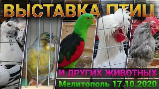 Выставка птиц 2020. Мелитополь.