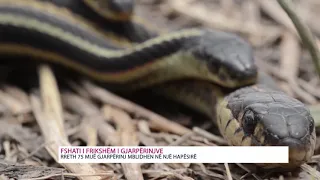 Fshati i frikshëm i gjarpërinjve - KURIOZITET  ZICO TV