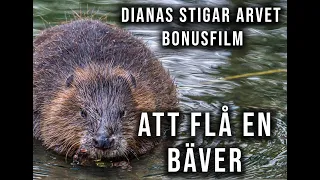 Dianas Stigar Arvet - Bonusfilm Att flå en bäver