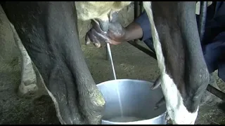 Hand milking of dairy cows (Summary)