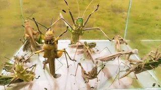 In the rainy season giant grasshoppers appear, black praying mantises, field grasshoppers, insects,