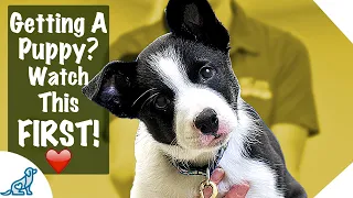 Puppy First Day Home Tips - Professional Dog Training Tips