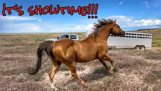 7 STUDS GET TURNED OUT WITH THEIR MARES  | CZAR’S NEW X-RAYS!!!